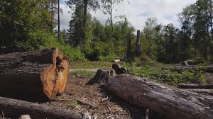 Best Lot and Land Clearing  in Silver Lake, NC
