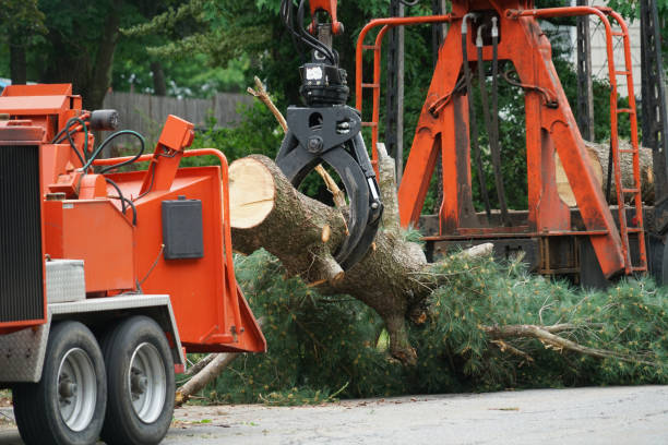 Best Grass Overseeding  in Silver Lake, NC
